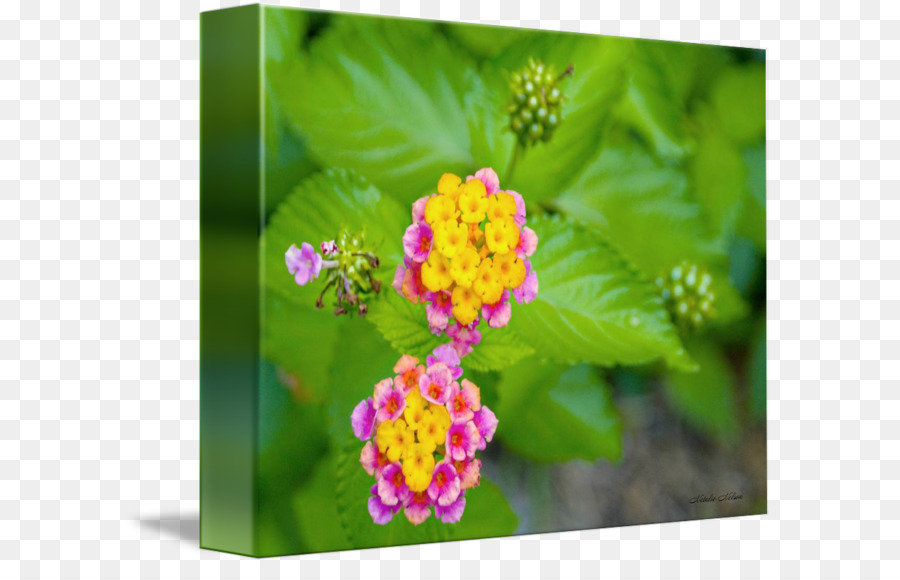 Lantana Camara，Planta Anual PNG