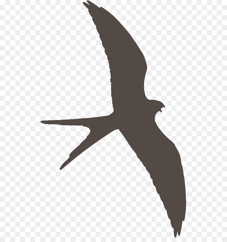 Pájaro Naranja，Vuelo PNG