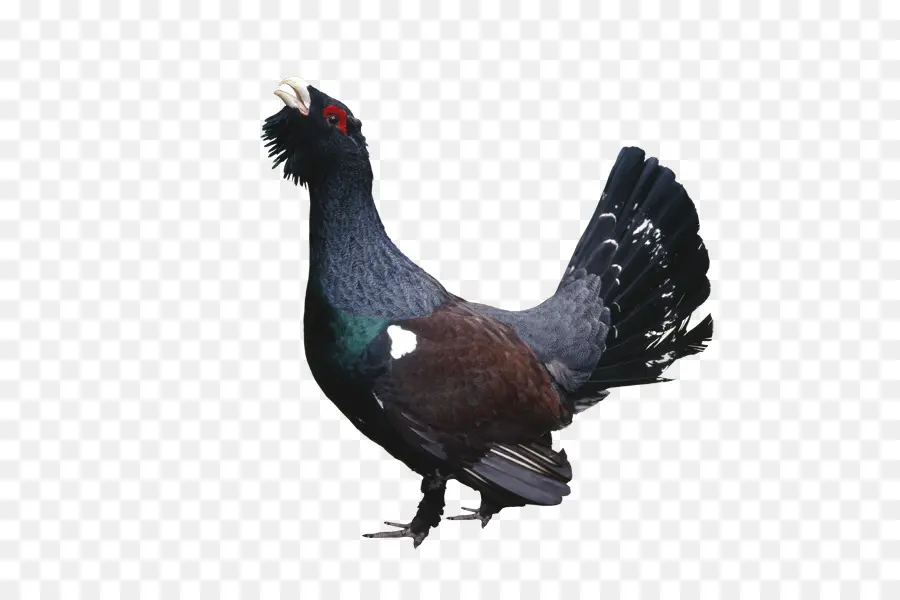 Pájaro，Plumas PNG