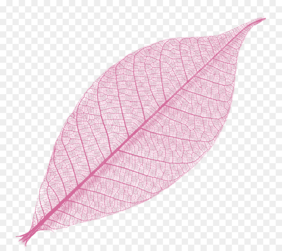 Hoja，Planta PNG