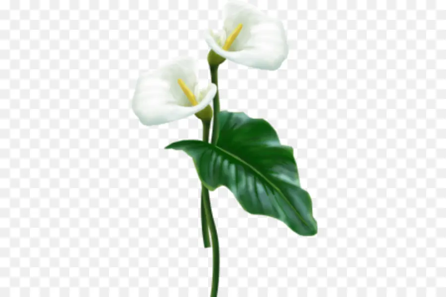 Flor，Arumlily PNG