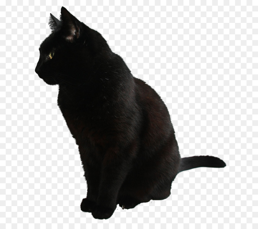 Gato Negro，Pelo PNG