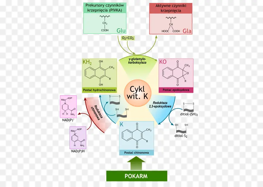 Ciclo De Vitamina K，Vitamina PNG