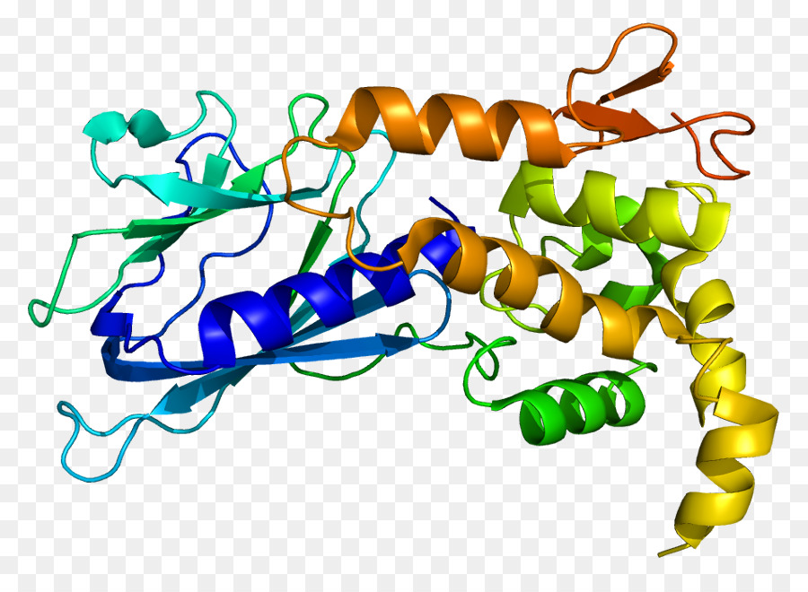 Adn Glicosilasa，Reparación De Escisión De Base PNG