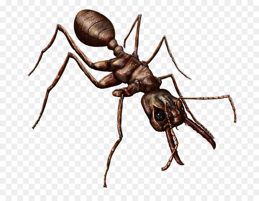 Insecto，Gorgojo PNG