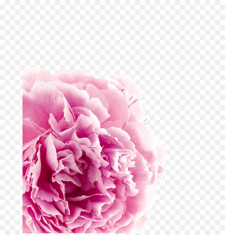 Flor Rosa，Flor PNG