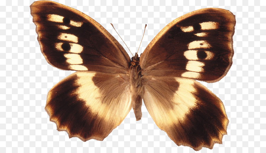 Mariposa，Insecto PNG