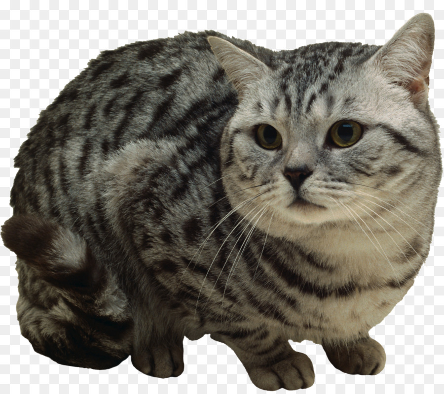 Gatito，Gato PNG