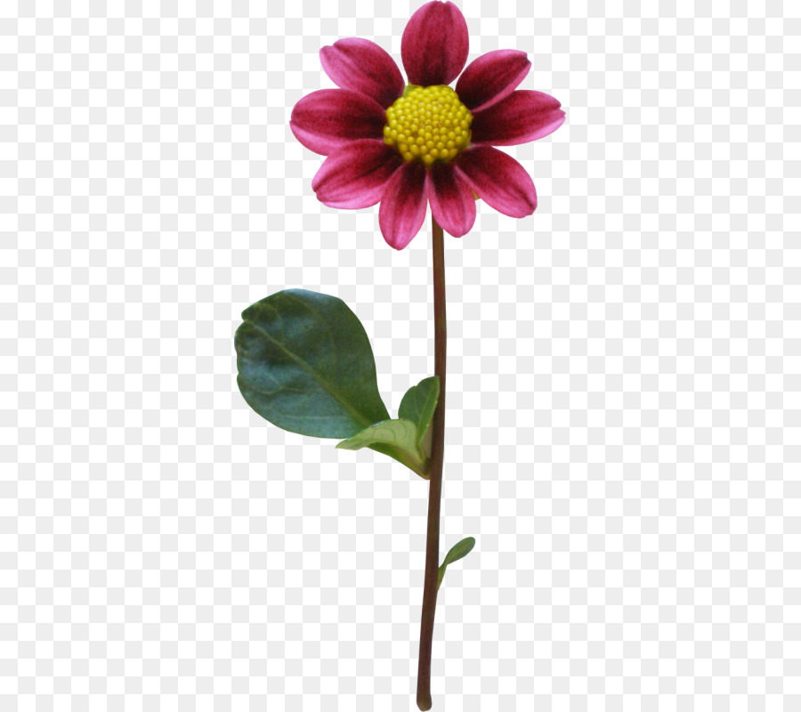 Dalia，Flor PNG