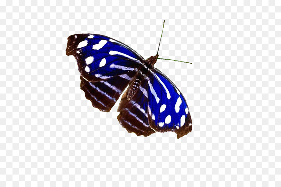 La Mariposa Monarca，Mariposa PNG