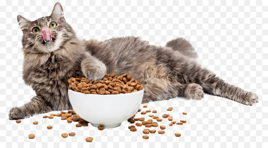 La Comida Para Gatos，Gato PNG