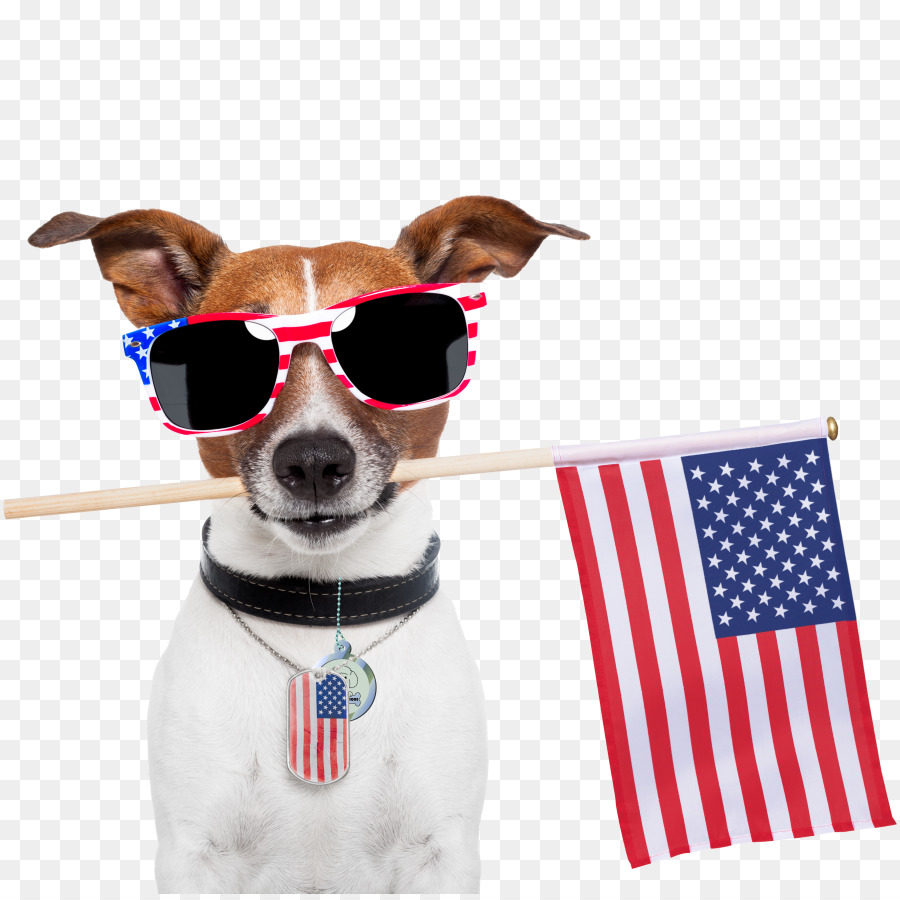 Perro Con Bandera Americana，Gafas De Sol PNG