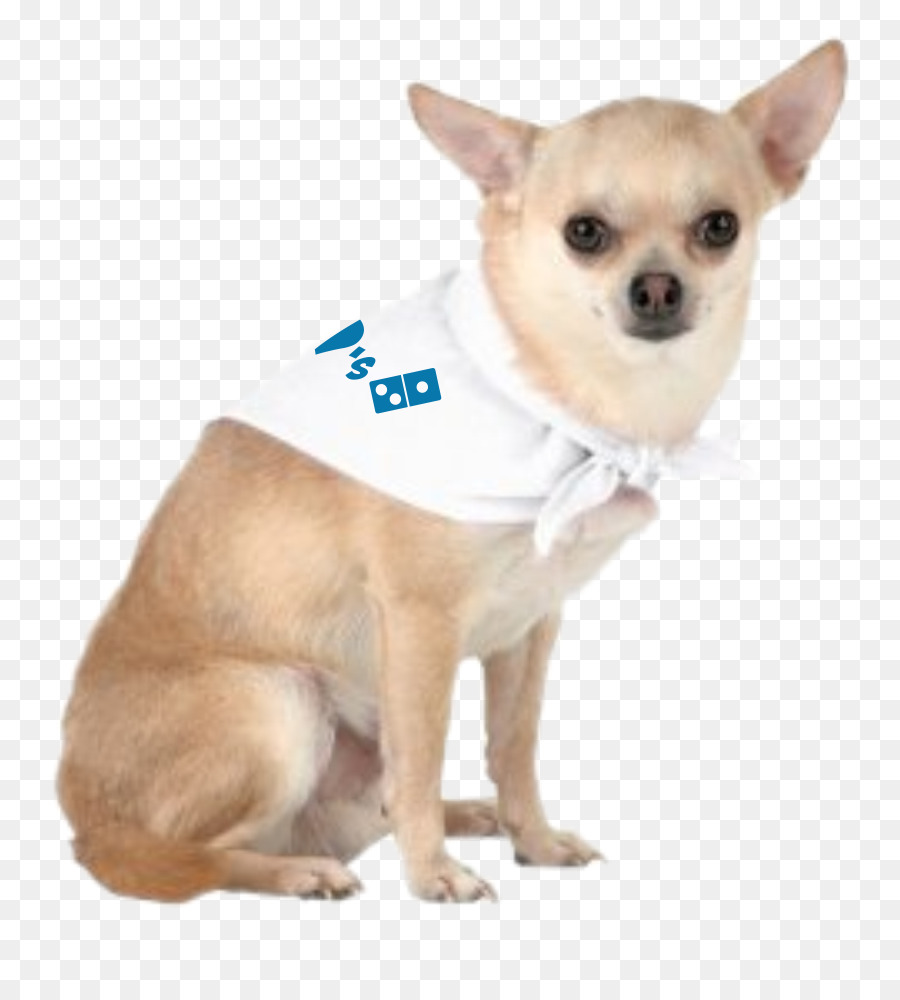 Chihuahua，Cachorro PNG