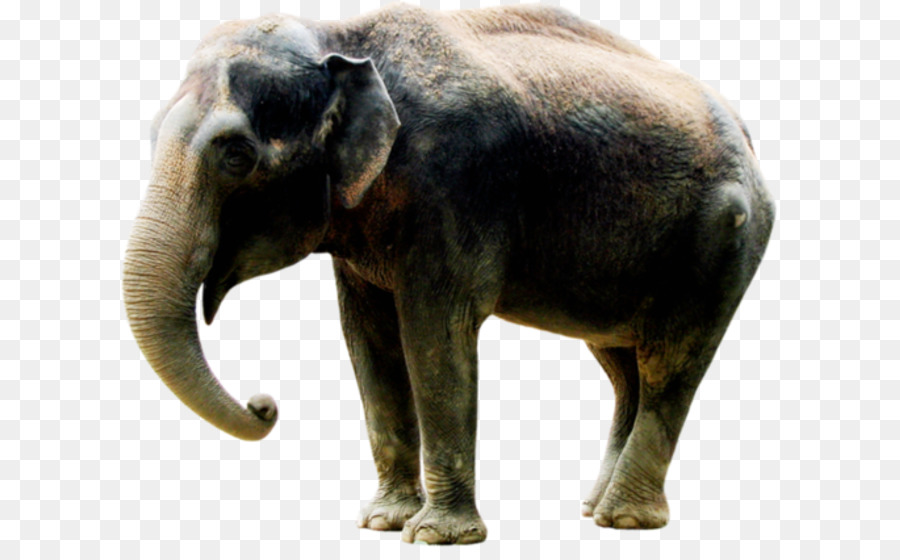 Elefante，Fauna PNG