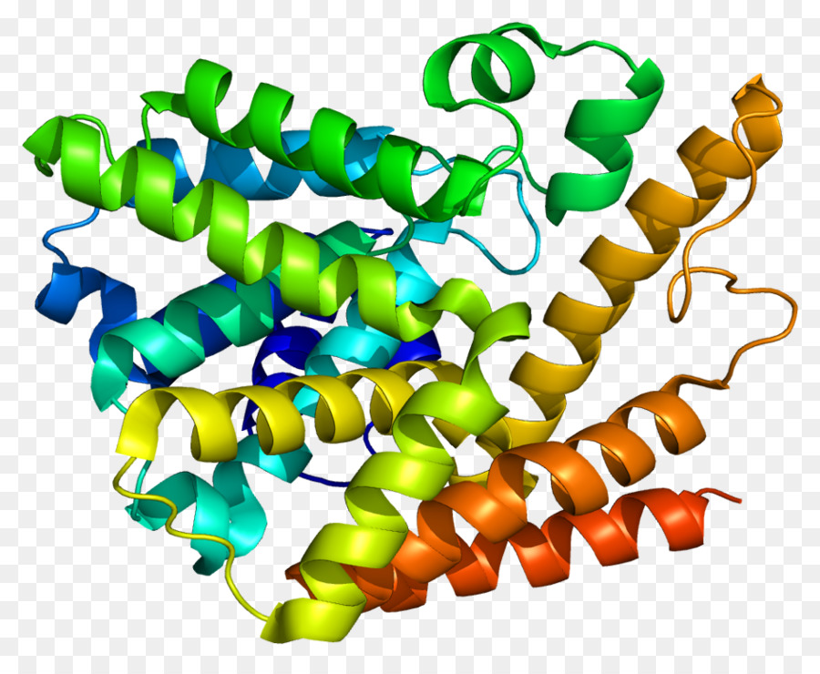 Fosfodiesterasa，Nucleótido Cíclico Fosfodiesterasa PNG