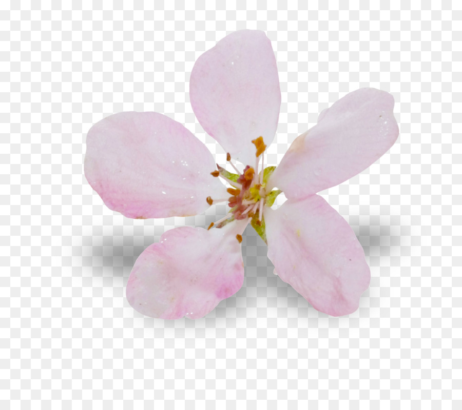 Flor，Rosa M PNG