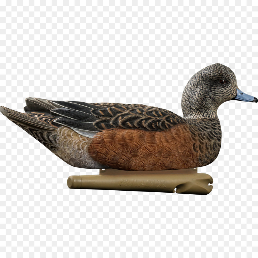 El ánade Real，Pato PNG