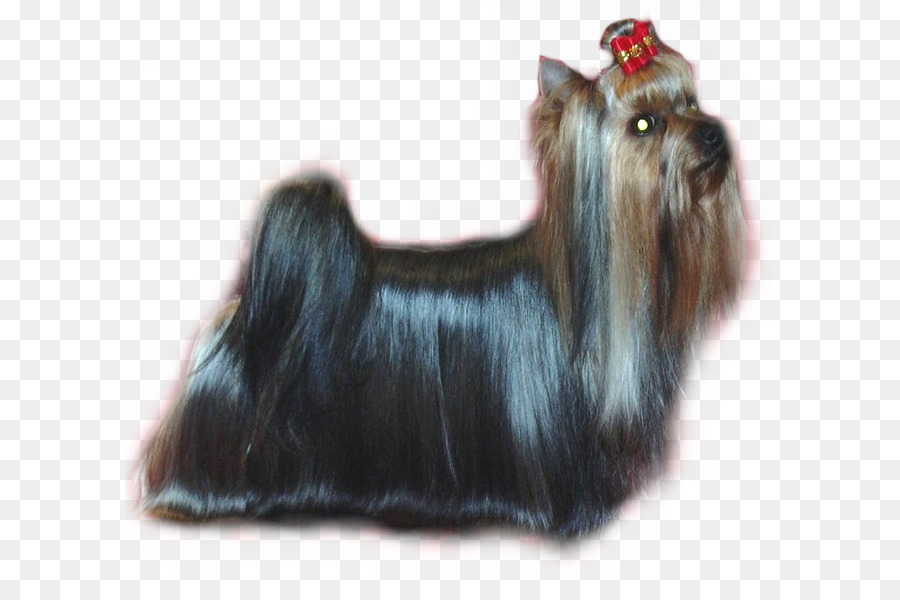 Yorkshire Terrier，Skye Terrier PNG