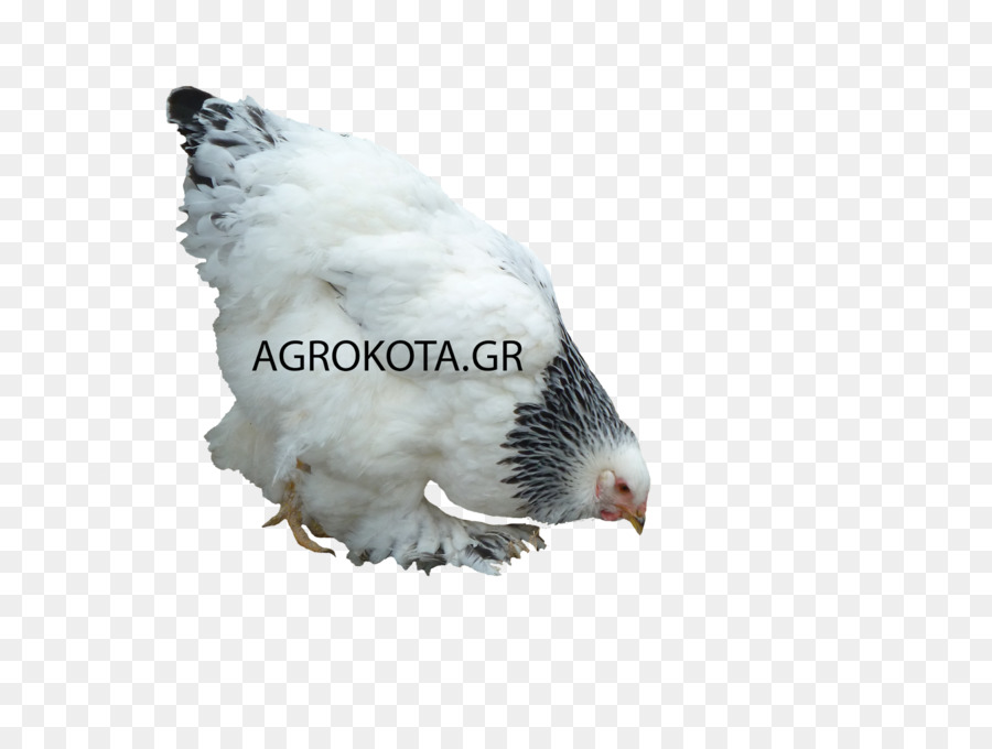 Australorp，Aves PNG