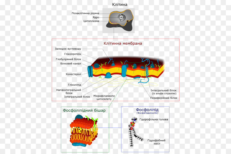 La Membrana Biológica，Membrana De La Célula PNG