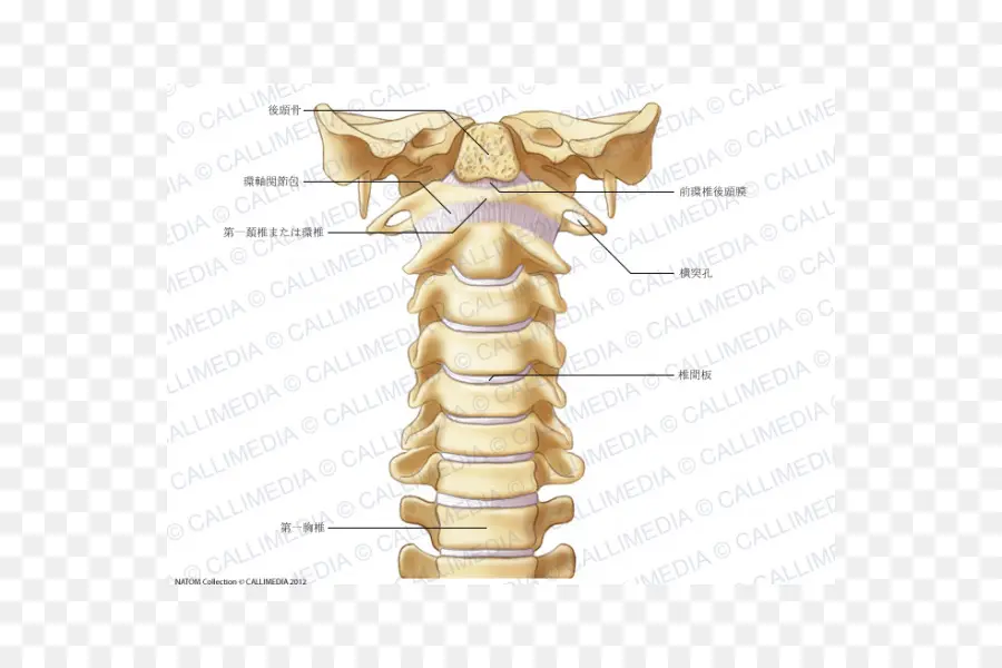 Vértebras Cervicales，La Columna Vertebral PNG
