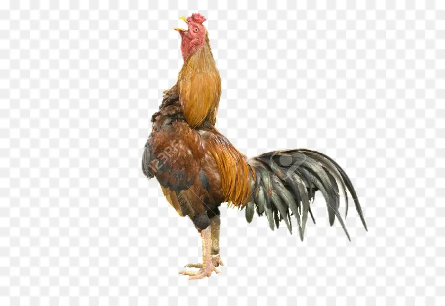 Pollo，Gallo PNG