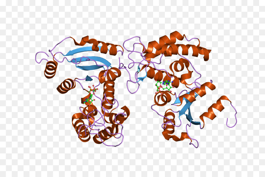 Cd38，Glicoproteína PNG