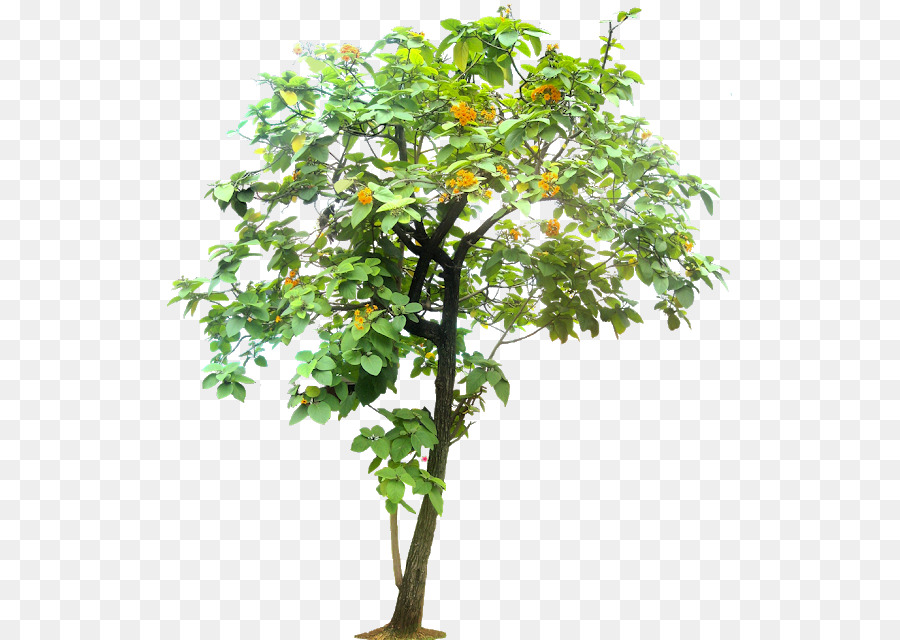 Geiger árbol，Árbol PNG