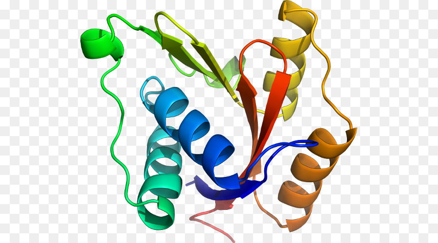 Estructura Proteica，Molécula PNG