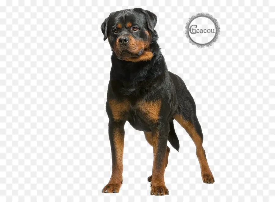 Rottweiler，Dobermann PNG