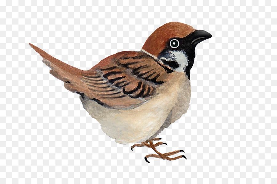 Pájaro，Vuelo PNG