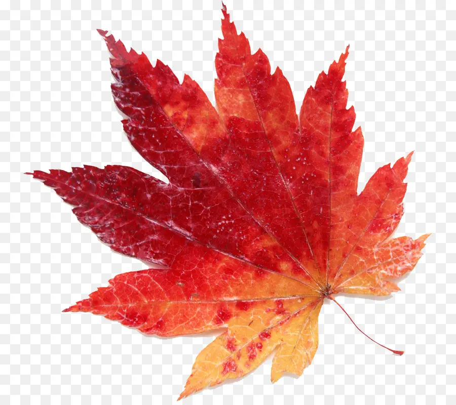 Hoja De Otoño，Caer PNG