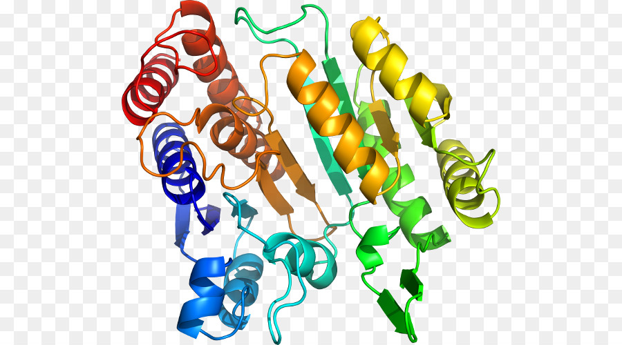 Estructura De La Proteína，Molécula PNG