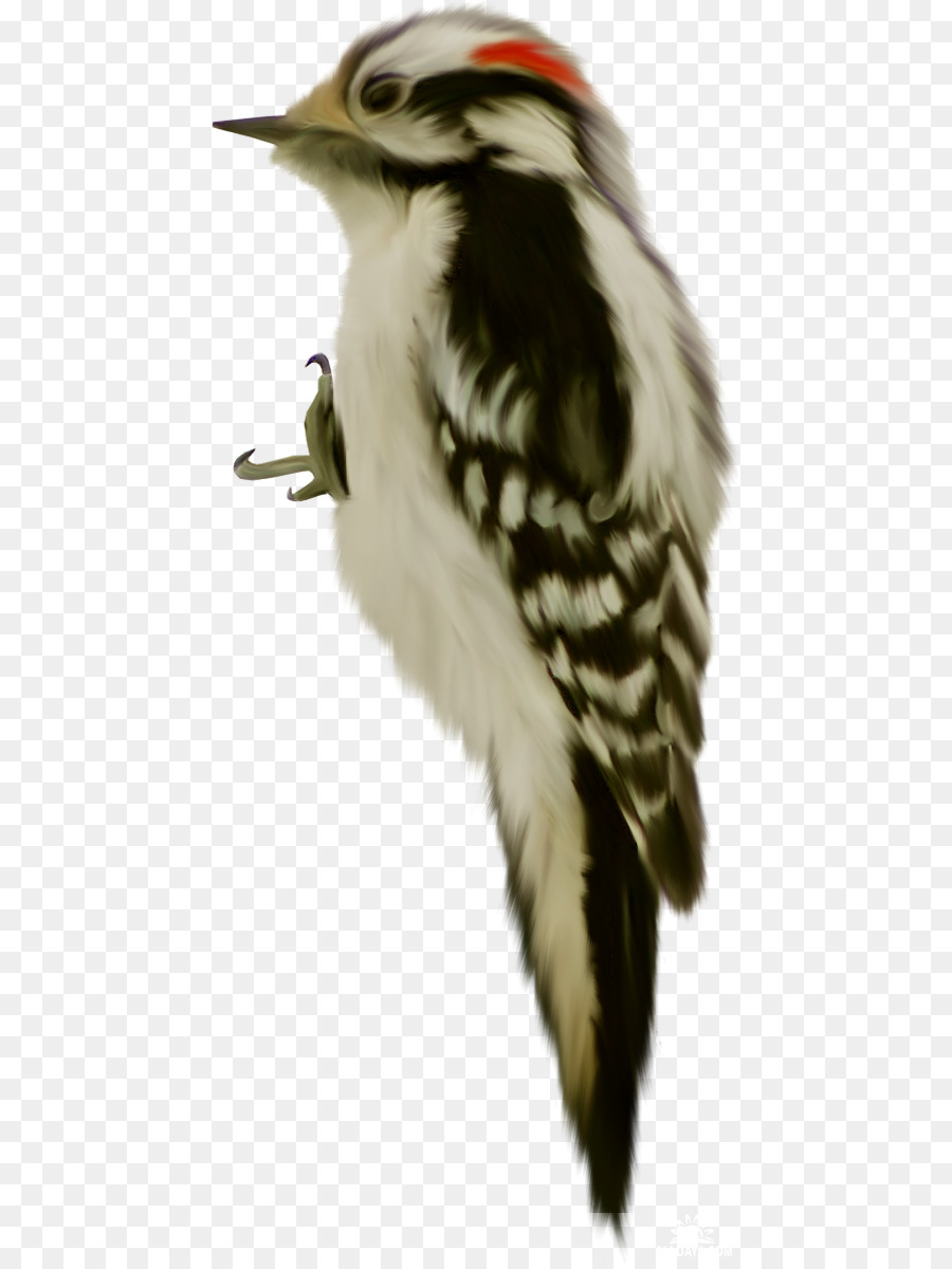 Aves，Pico PNG