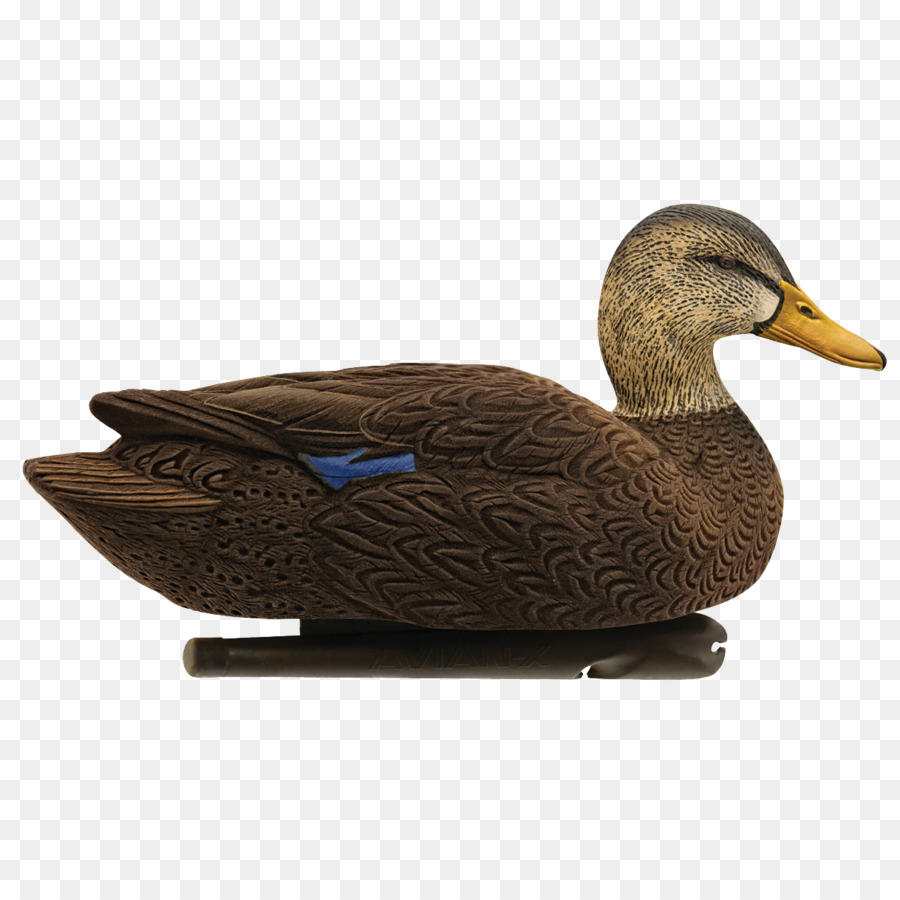 El ánade Real，Pato PNG