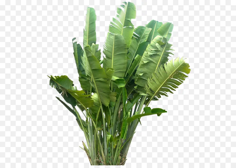 Planta，Árbol PNG