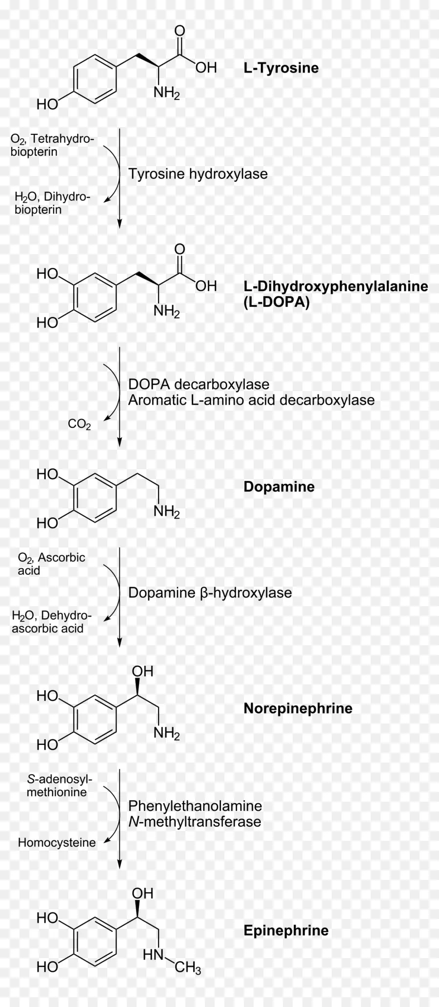 Catecolamina，Biosíntesis PNG