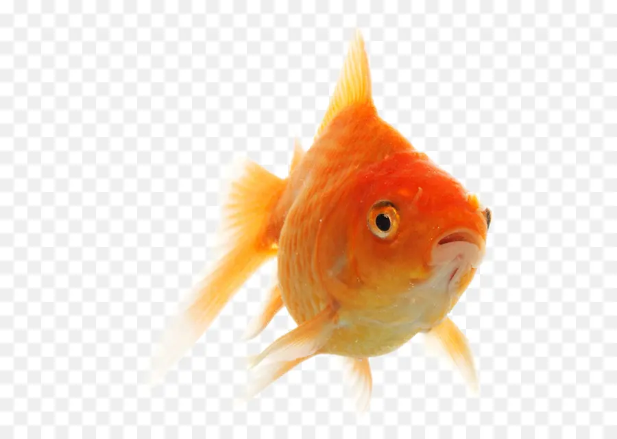 Pez，Los Peces PNG