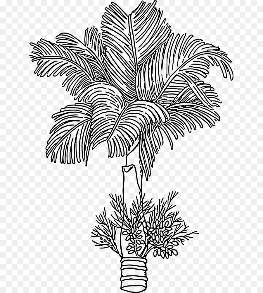 Areca Palm，Tuerca De Areca PNG