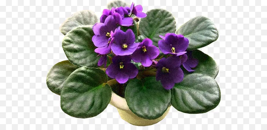 Violeta Africana Morada，Flor PNG