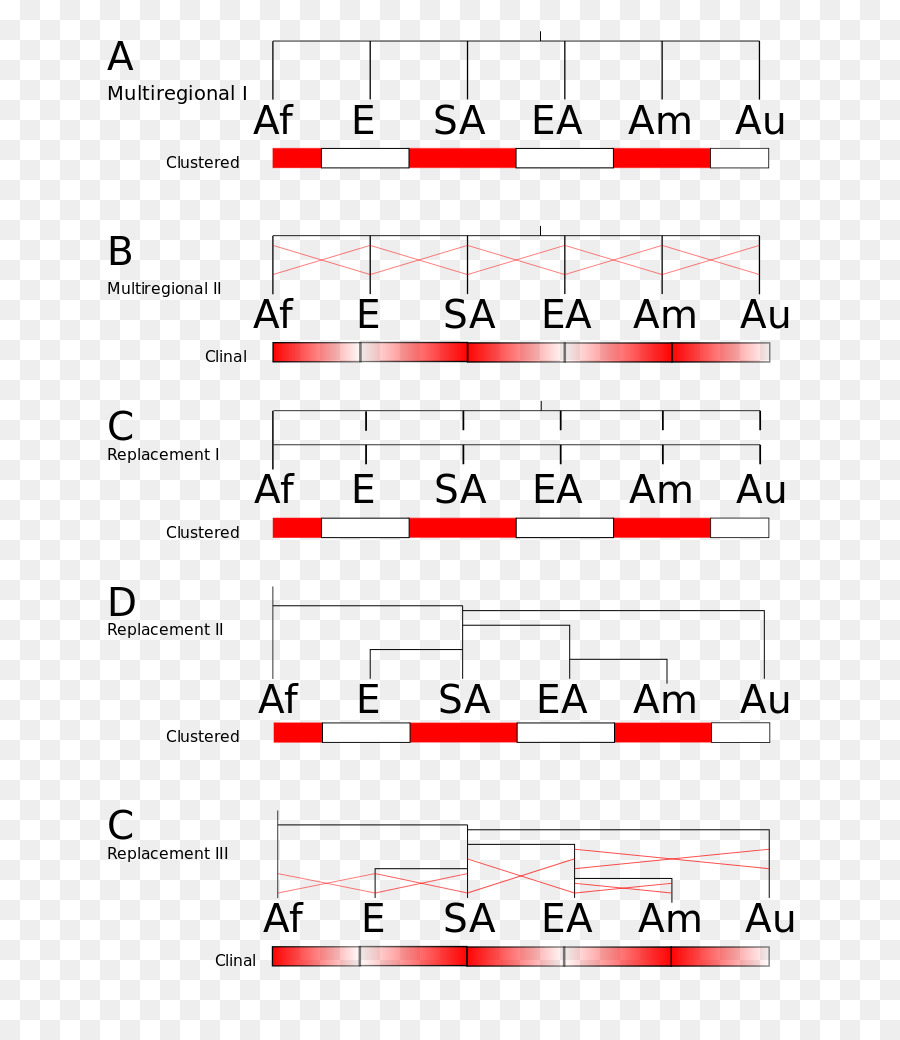 La Evolución Humana，Evolución PNG