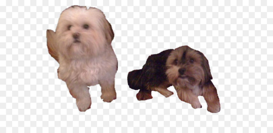 Havanese Perro，El Lhasa Apso PNG