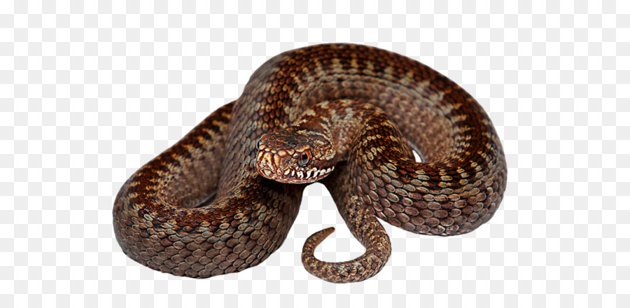 La Serpiente，Reptiles PNG