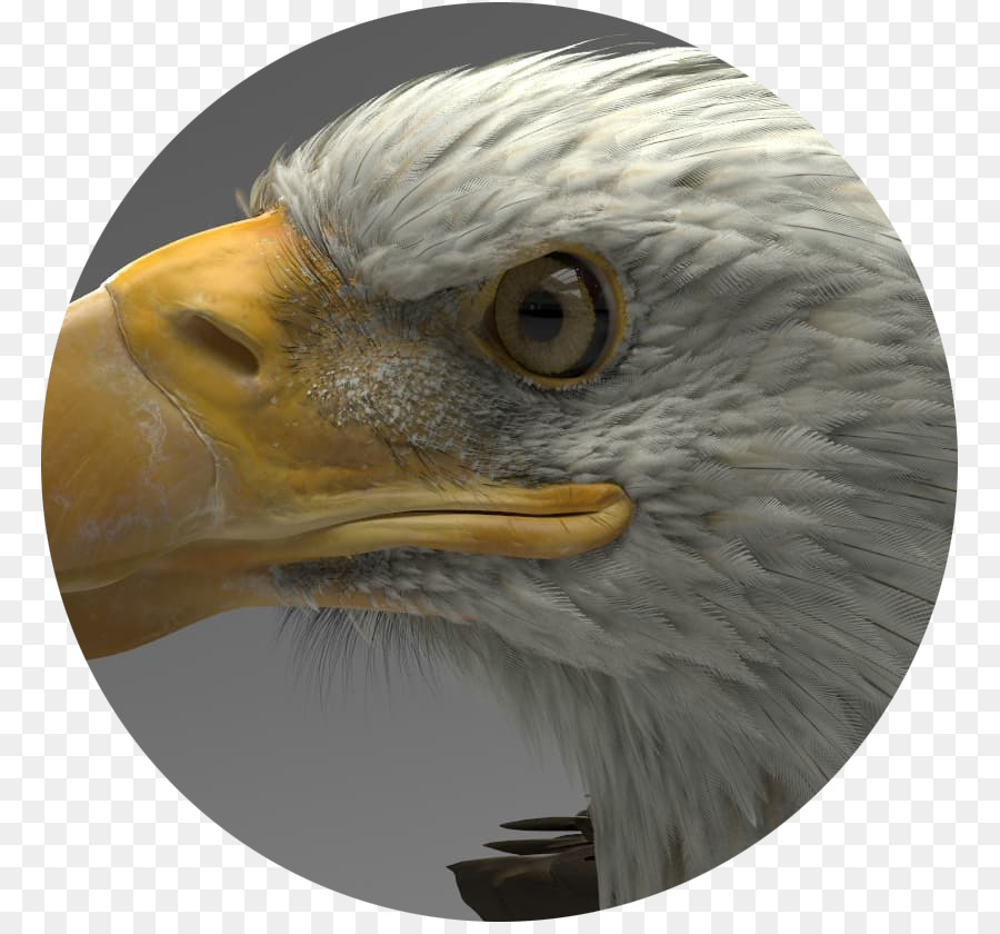 águila，Artstation PNG