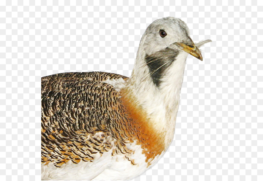 La Avutarda，Aves PNG