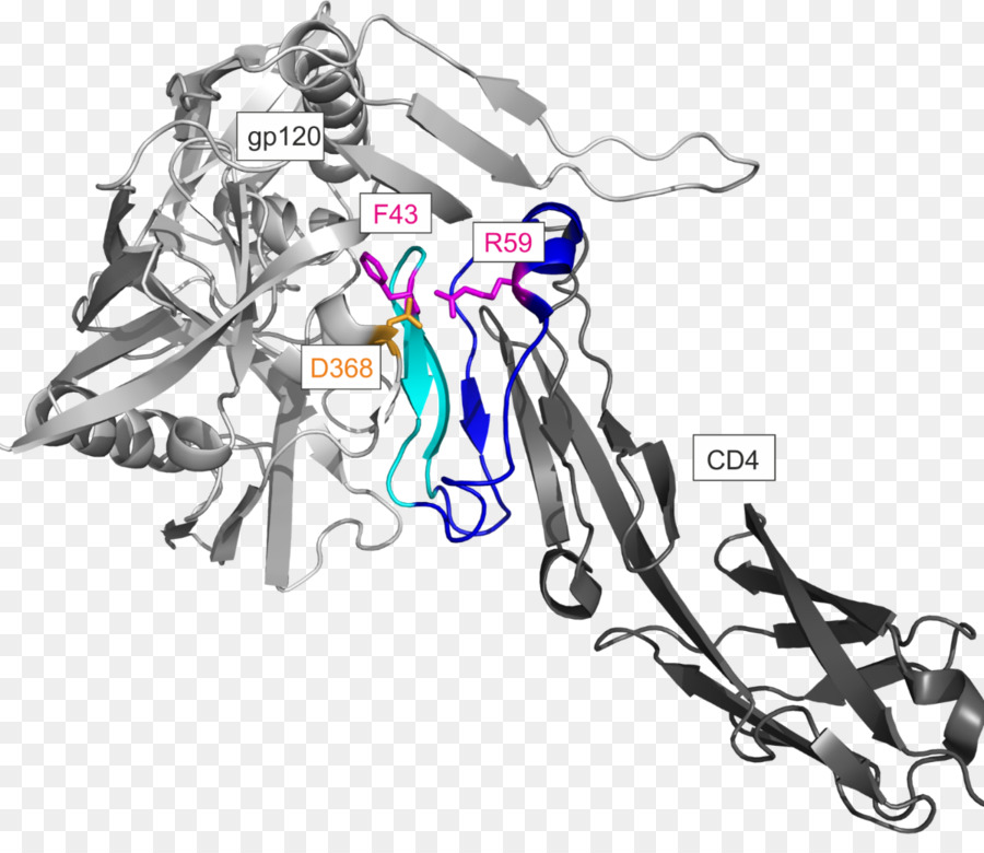 Cd4，Sobre La Glicoproteína Gp120 PNG