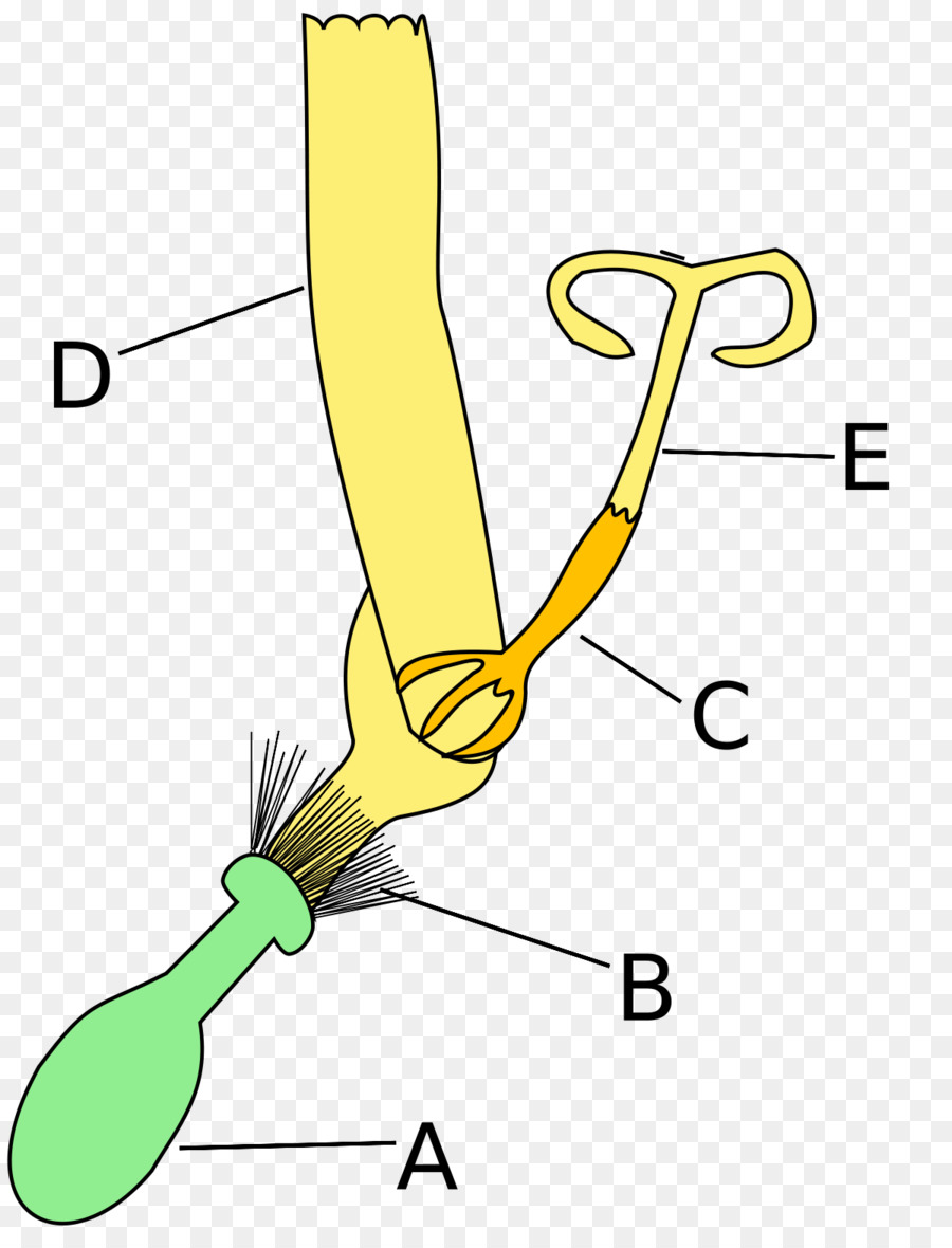 Flor，Asteroideae PNG