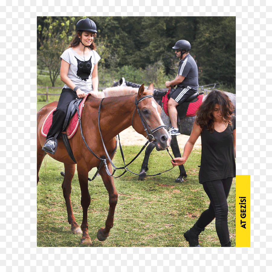 Eventos，Caballo PNG