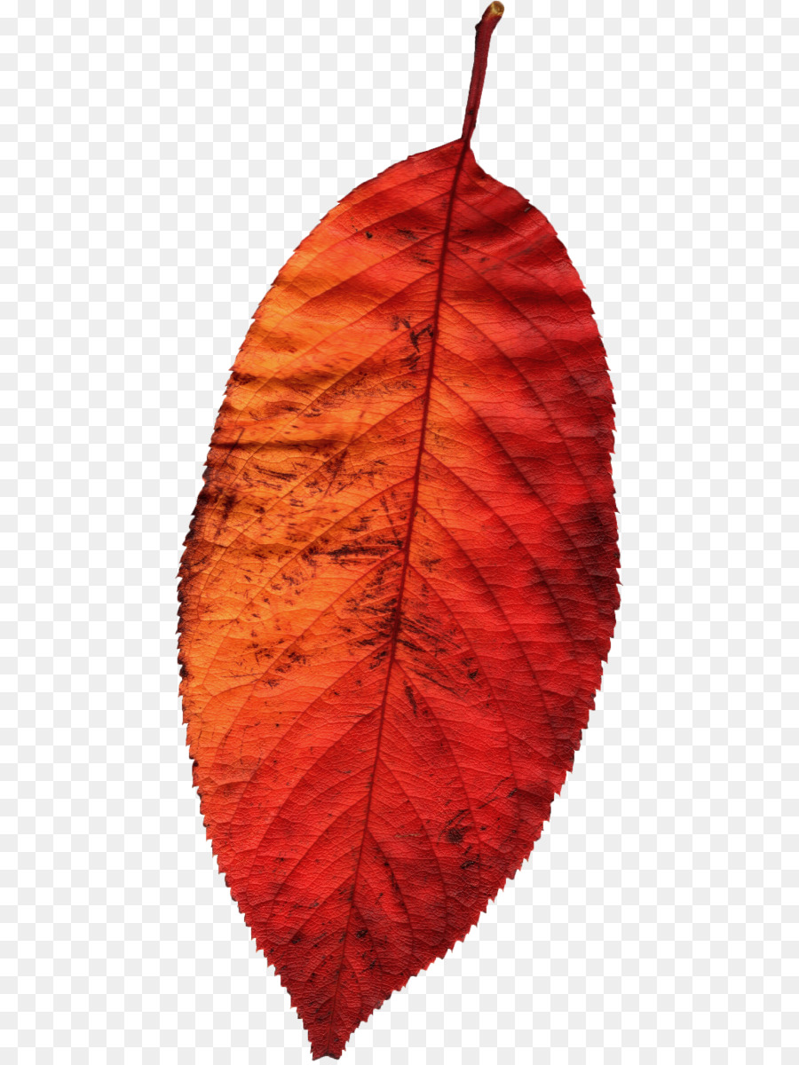 Hoja Roja，Otoño PNG