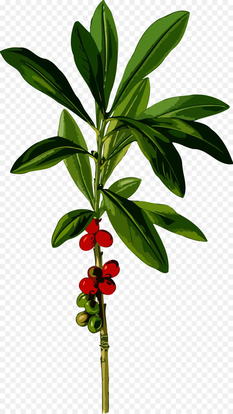 Kohler Plantas Medicinales，Daphne Mezereum PNG